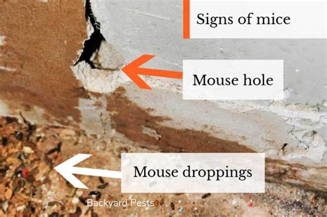 Can Mice Cause Mold