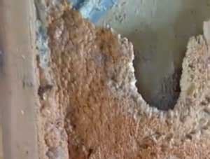can mice chew through foam sealant