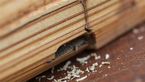 Can Mice Chew Through Mdf