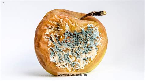 Can Mold Cause Kidney Issues