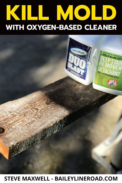 Can Mold Survive Without Oxygen