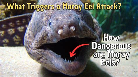 Can Moray Eel Kill You
