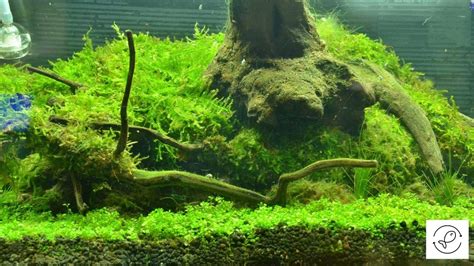 Can Moss Grow Without Light