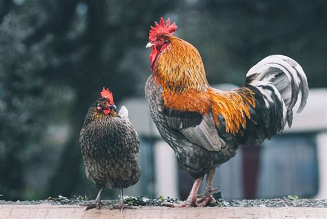 can multiple roosters live together