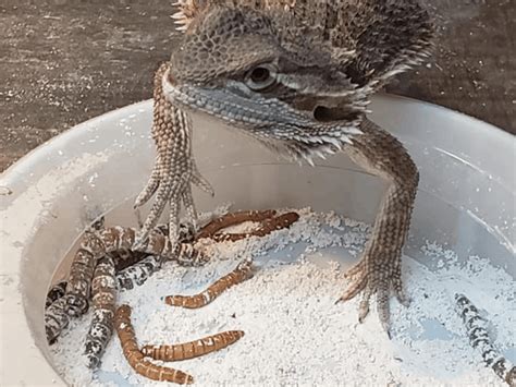can my baby bearded dragon eat mealworms