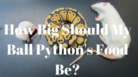 Can My Ball Python Eat A Large Rat