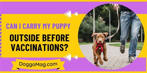 Can My Dog Go Outside Before Vaccinations