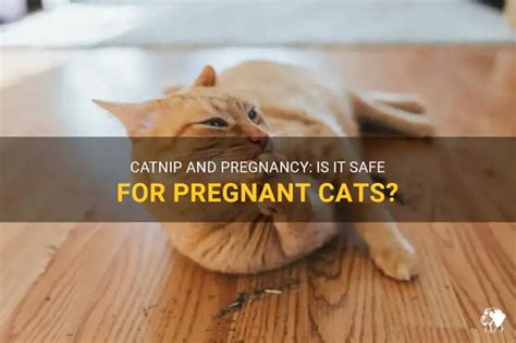 can my pregnant cat eat catnip