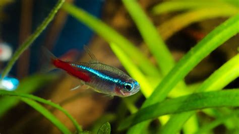 can neon tetra live with betta