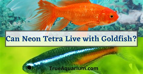 can neon tetra live with goldfish