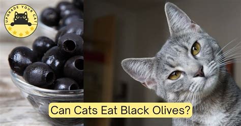 Can Olives Kill Cats