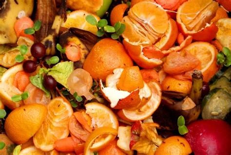 Can Oranges Be Put In Compost