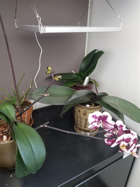 Can Orchids Grow In Artificial Light