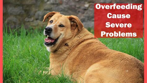 can overfeeding a dog cause diarrhea