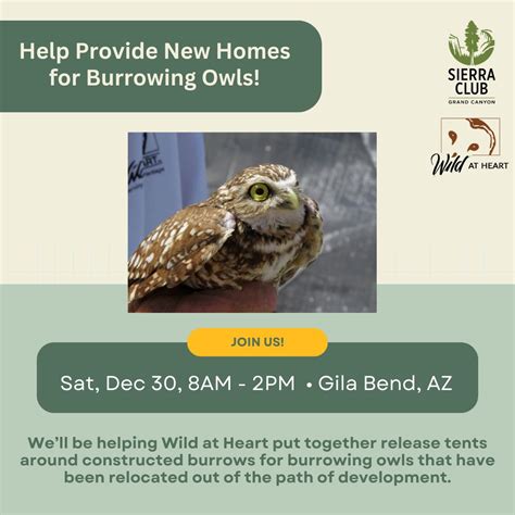 Can Owls Be Relocated