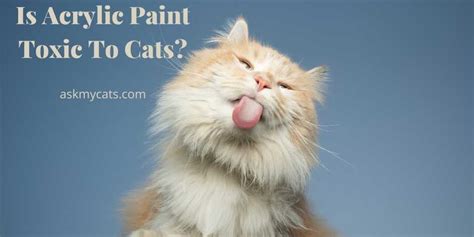 Can Paint Harm Cats