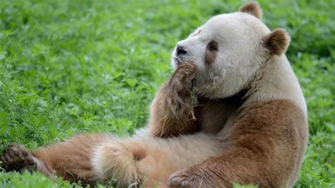 can pandas be different colors