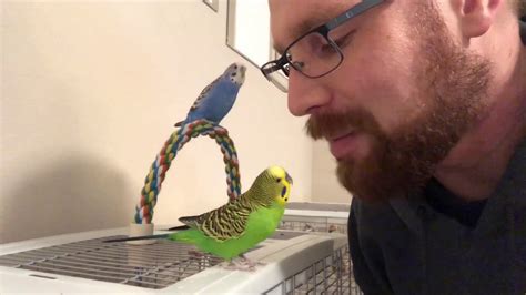 Can parakeets talk? All about parakeet talking Psittacology
