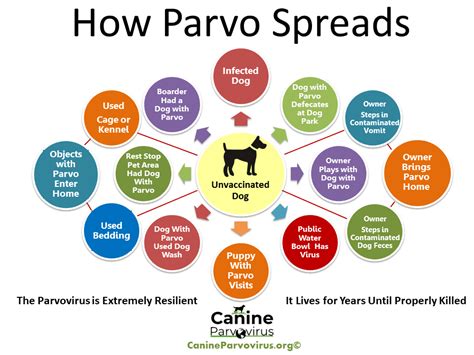 Can Parvo Spread Through Vomit