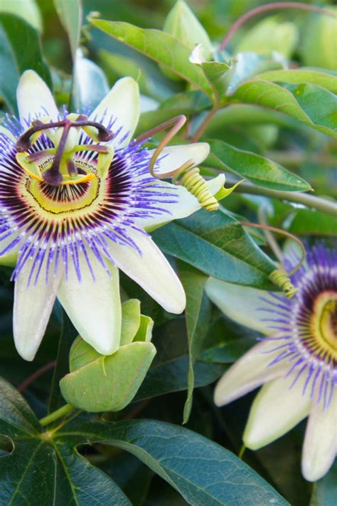 can passion flower cause anxiety