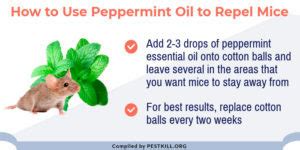 Can Peppermint Keep Mice Away