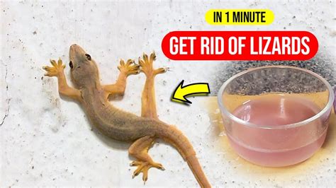 Can Perfume Kill Lizards