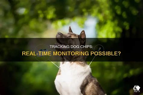 Can Pet Chips Be Tracked