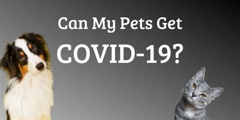Can Pets Get Covid