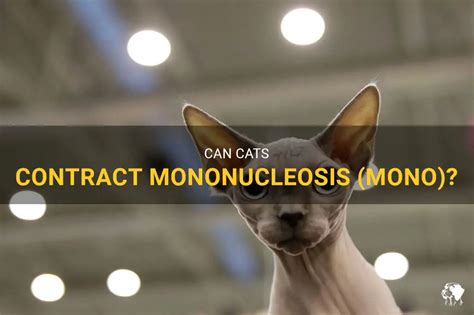 can pets get mono