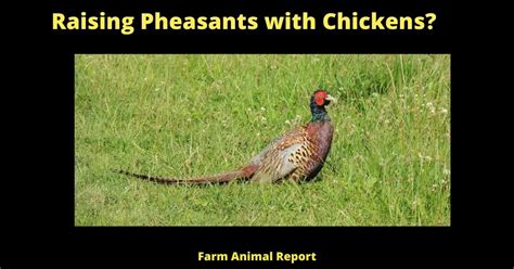 can pheasants free range