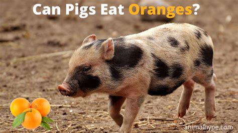 can pigs have oranges