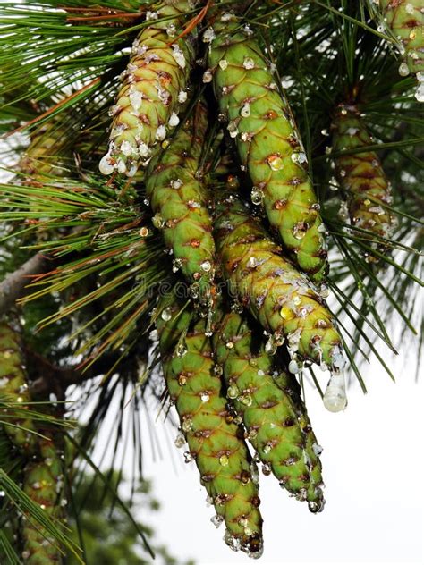 Can Pine Cones Have Sap