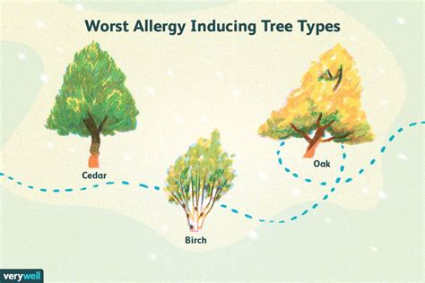 Can Pine Trees Cause Allergies