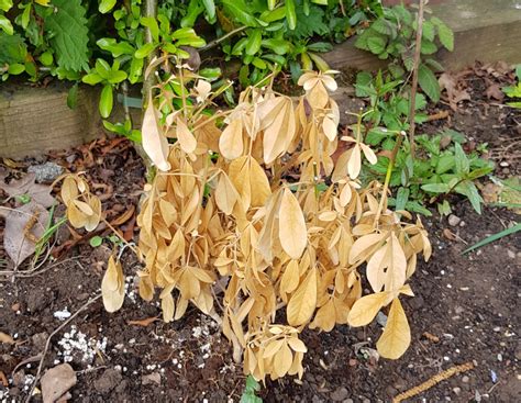 Can Plants Die In One Day