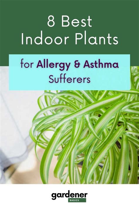 Can Plants Help With Asthma