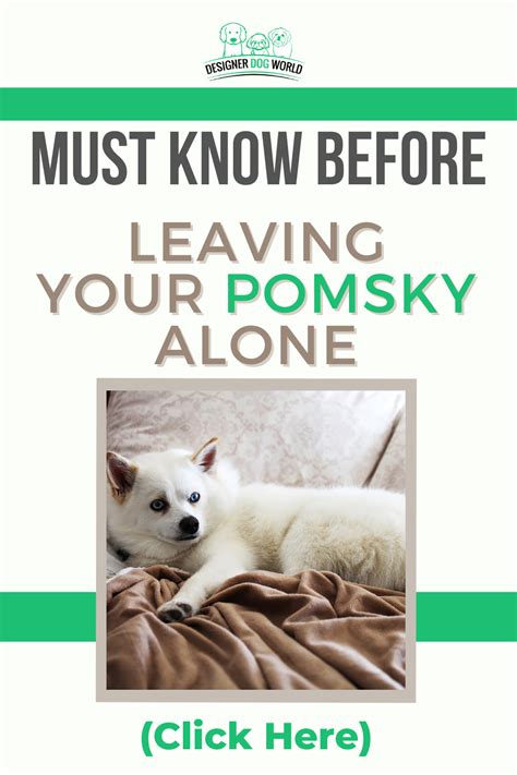 Can Pomsky Be Left Alone