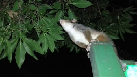 Can Possums Jump Far