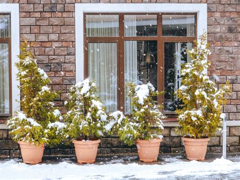 Can Potted Pine Trees Survive Winter