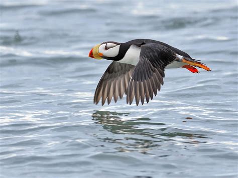 can puffins fly