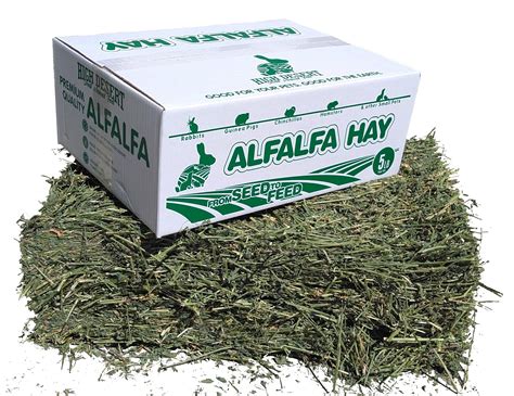 can rabbits have alfalfa hay