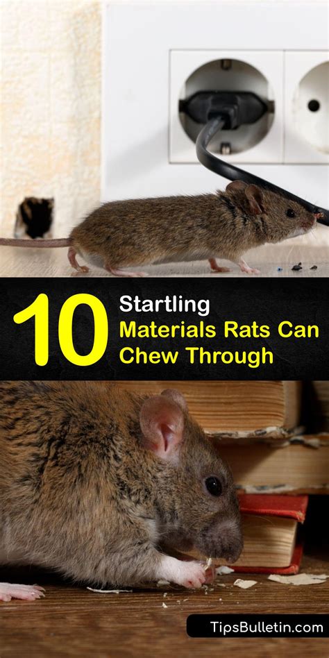 Can Rats Chew Plastic