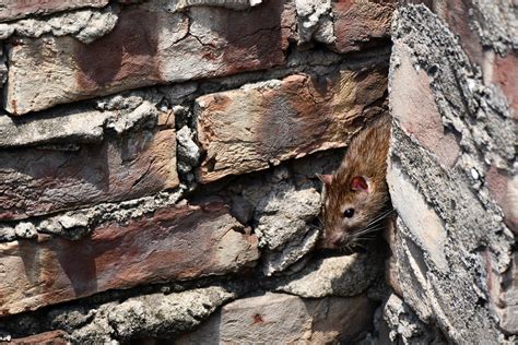 Can Rats Chew Through The Wall