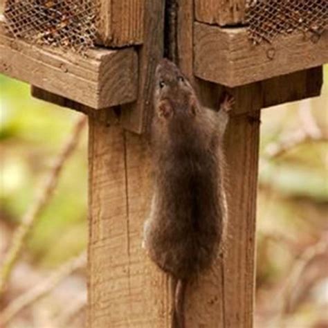 Can Rats Crawl Up Things