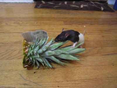 can rats have pineapple