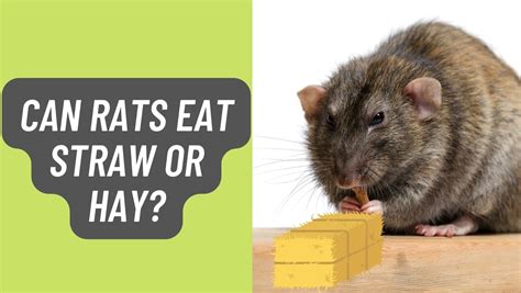 Can Rats Have Straw