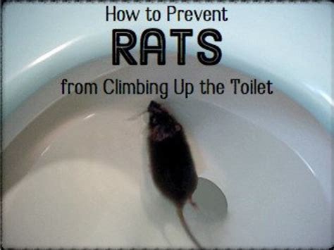 can rats swim up toilets