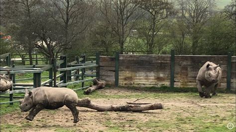 Can a Rhino Jump? Myths vs Reality About Rhinoceros Rhino Rest