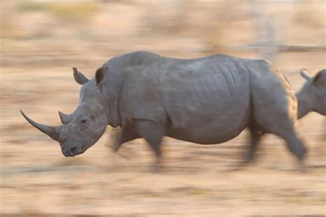 How Fast Can a Rhino Run? All 5 Species (Speeds/Reasons) • Storyteller