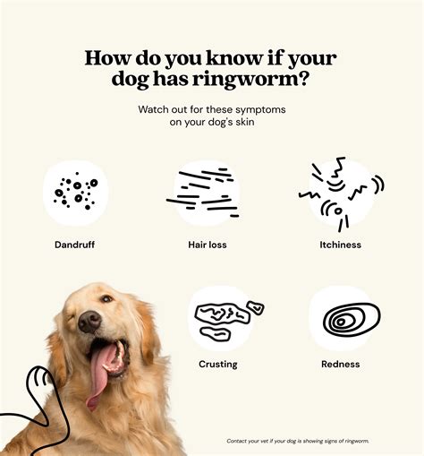 Can Ringworm Harm Dogs