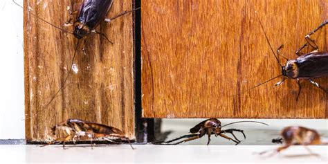 Can Roaches Get In Totes